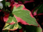 Graines de Houttuynia cordata Chameleon, graines de Poivrier de Chine