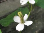 Graines de Houttuynia cordata Chameleon, graines de Poivrier de Chine