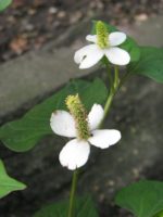 Houttuynia cordata Chameleon - Détails d'une fleur
