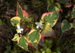 Houttuynia cordata Chameleon - Floraison et feuillage