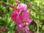 Graines d'Indigofera heterantha - Graines d'indigotier de Gérard