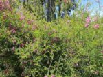 Graines d'Indigofera heterantha -Graines d'indigotier de Gérard