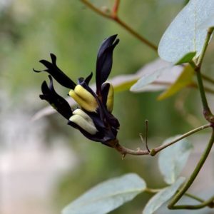 Kennedia nigricans - Détails d'une fleur
