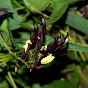 Kennedia nigricans - Floraison