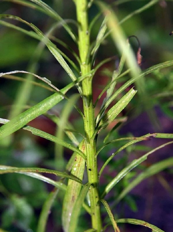 Liatris spicata - Détails des feuilles