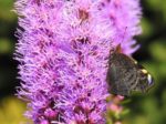 Liatris spicata - Fleur et papillon