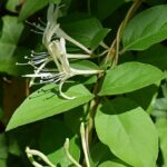 Millingtonia hortensis, Détails d'une fleur d'un Arbre à Jasmin, Graines de Millingtonia hortensis, Graines d'Arbre à jasmin