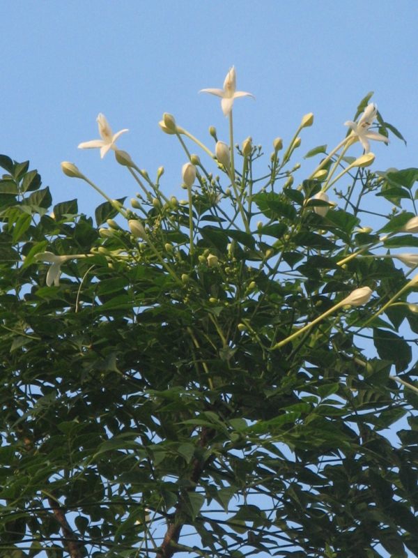 Millingtonia hortensis - Floraison