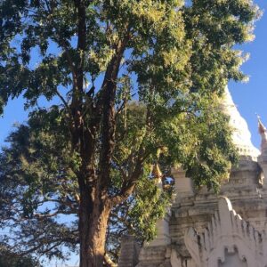 Millingtonia hortensis - Vue de l'arbre