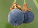 Passiflora suberosa - Détail des fruits