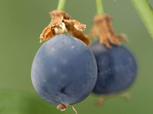 Passiflora suberosa - Détail des fruits