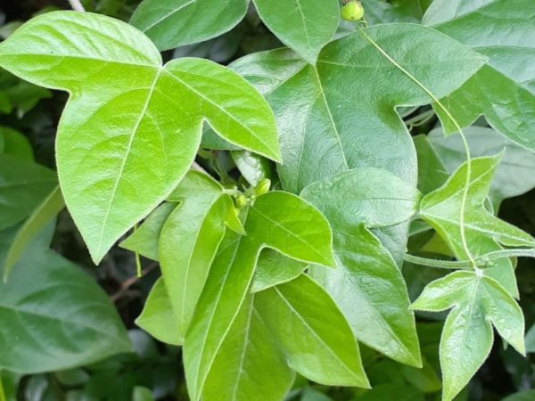 Passiflora suberosa - Détail du feuillage