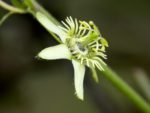 Passiflora suberosa - Détail d'une fleur