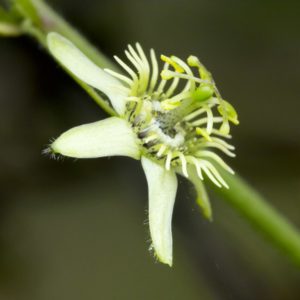 Passiflora suberosa - Détail d'une fleur