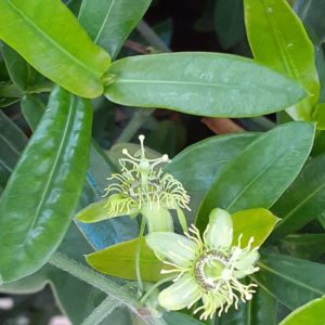 Passiflora suberosa - Fleurs et feuillage