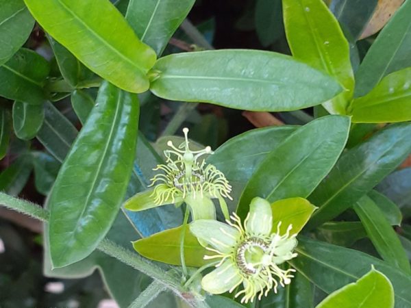 Passiflora suberosa - Fleurs et feuillage