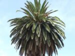 Graines de Phoenix canariensis, graines de Palmier des Canaries