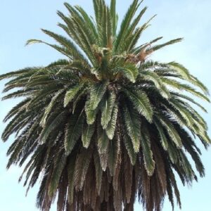 Graines de Phoenix canariensis, graines de Palmier des Canaries
