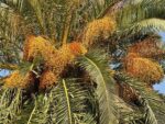 Graines de Phoenix canariensis, graines de Palmier des Canaries