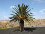 Graines de Phoenix canariensis, graines de Palmier des Canaries