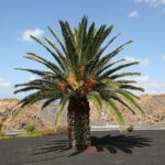 Graines de Phoenix canariensis, graines de Palmier des Canaries