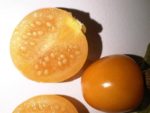 Physalis edulis- Détails d'un fruit