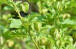 Physalis edulis- Fruits et feuillage