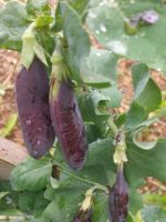 Pois Purple Blauwschokker -Pisum sativum -Détail des pois purple