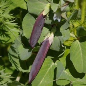 Pois Purple Blauwschokker - Pisum sativum -Feuillage et fruits de pois purple