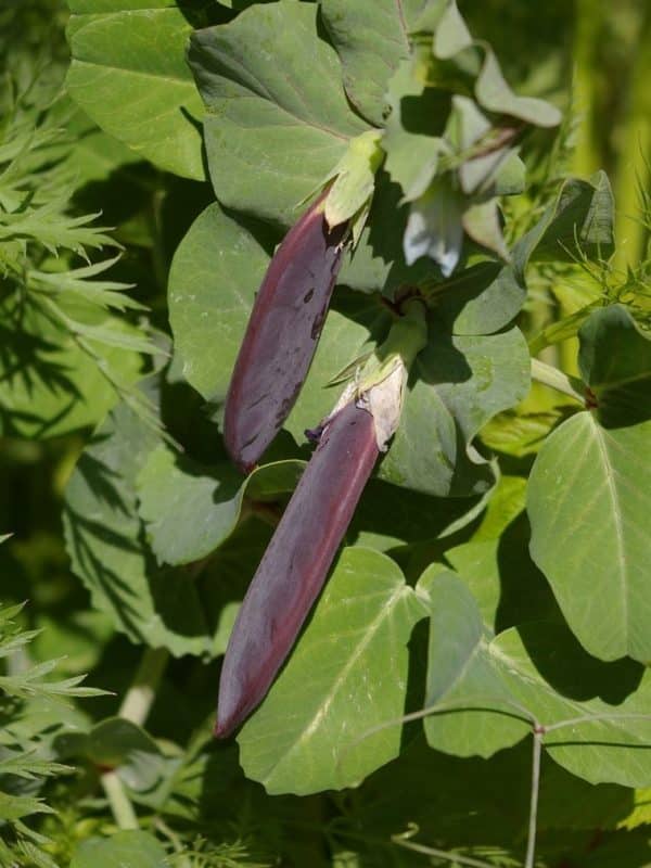 Pois Purple Blauwschokker - Pisum sativum -Feuillage et fruits de pois purple