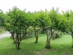 Graines de Punica granatum, culture de Grenadier, graines de Grenade