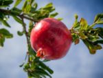 Graines de Punica granatum, Graines de Grenadier, Grenade