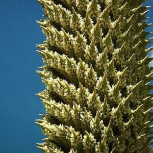 Fleurs de Puya raimondii, Détails des fleurs de Reine des Andes, graines de Puya raimondii, graines de Reine des Andes