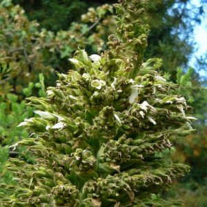 Puya raimondii - Fleurs