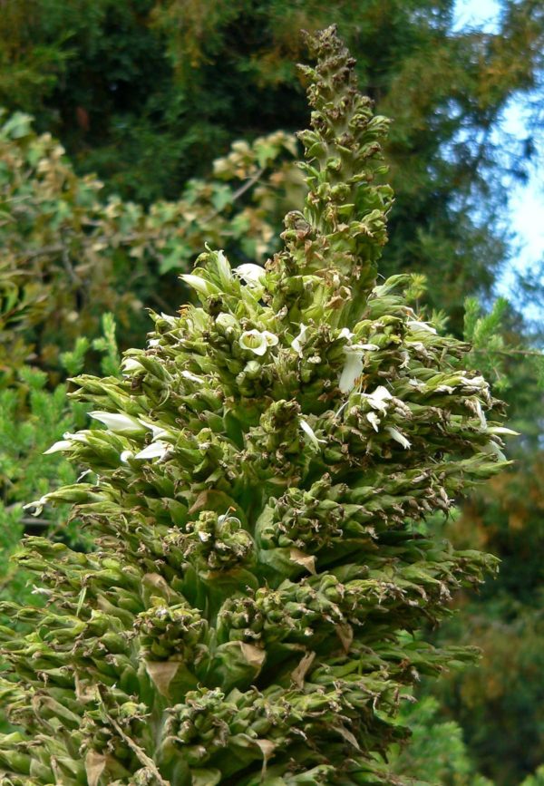 Puya raimondii - Fleurs