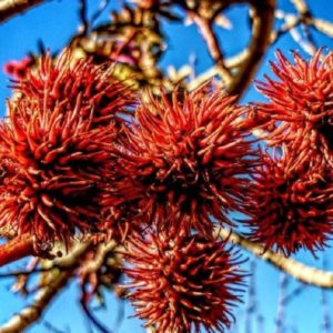 Macadamia ternifolia - Noix de Macadamia - Boutique Végétale