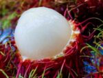 Ramboutan - Fruit