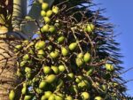 Roystonea regia - Fructification