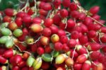 Roystonea regia - Grappe de fruits