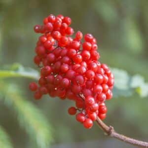 Sambucus racemosa, Détail des fruits de Sureau à grappes, Graines de Sambucus racemosa, Graines de Sureau à grappes