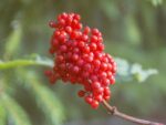 Sambucus racemosa, Détail des fruits de Sureau à grappes, Graines de Sambucus racemosa, Graines de Sureau à grappes