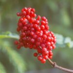 Sambucus racemosa, Détail des fruits de Sureau à grappes, Graines de Sambucus racemosa, Graines de Sureau à grappes