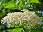 Sambucus racemosa, Inflorescence de Sureau à grappes, Graines de Sambucus racemosa, Graines de Sureau à grappes