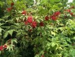 Sambucus racemosa, Vue de l'arbuste de Sureau à grappes, Graines de Sambucus racemosa, Graines de Sureau à grappes