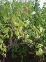 Sambucus racemosa - Vue de l'arbuste