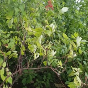 Sambucus racemosa - Vue de l'arbuste