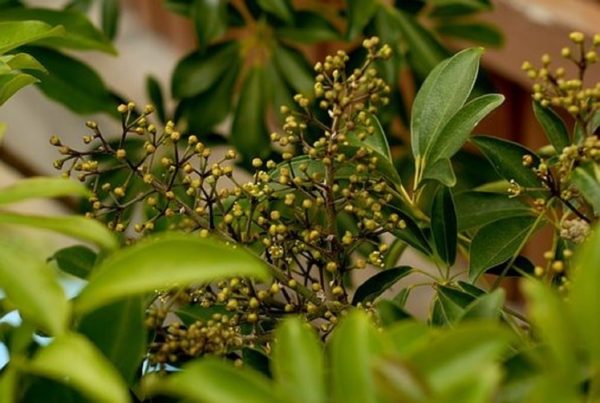 Schefflera arboricola - Boutons floraux
