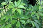 Schefflera arboricola - Feuillage