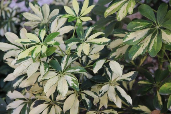Schefflera arboricola - Feuillage panaché