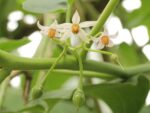 Solanum betaceae - Floraison et fructification